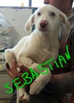 Sebastian