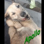 Apollo