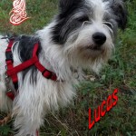 Lucas