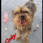 Coky