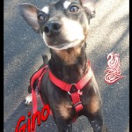 Gino