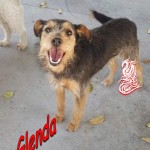 Glenda