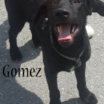 Gomez