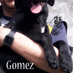 Gomez