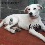 Anakin