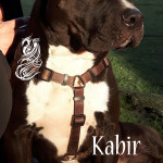 Kabir