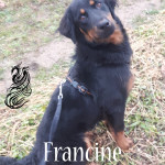 Francine