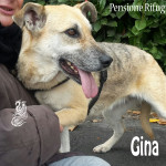 Gina