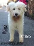 Tomas