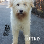 Tomas