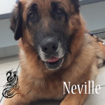 Neville