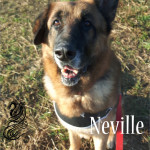 Neville