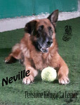 Neville