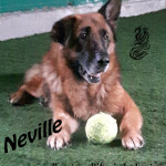 Neville