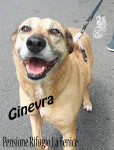 Ginevra