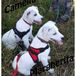 Margherita e Camelia