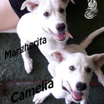 Margherita e Camelia