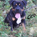 Ciro