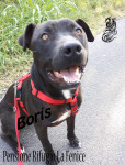 Boris