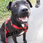 Boris