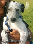 Kiba