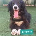 Giacomino