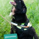 Giacomino