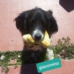 Giacomino