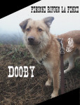 Dooby