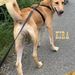 Kira