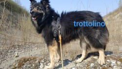 Trottolino