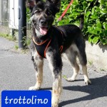 Trottolino