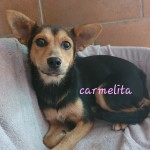 Carmelita