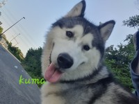 Kuma