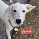 Bianca