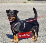 Giuditta