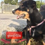 Giuditta