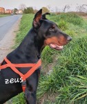 Zeus