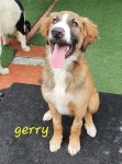 Gerry