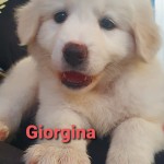 Giorgina