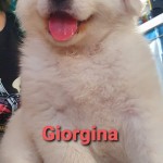 Giorgina