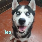 Leo