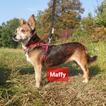 Maffy