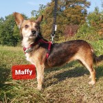 Maffy