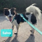 Salvo