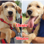 winston e chester