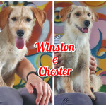 winston e chester