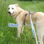 Oliver