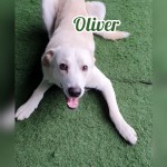 Oliver