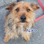 Niko